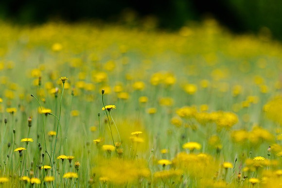 Yellow Wildflowers