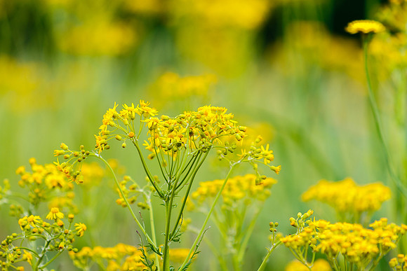 Yellow Wildflowers