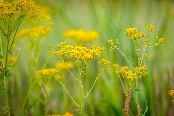 Yellow Wildflowers