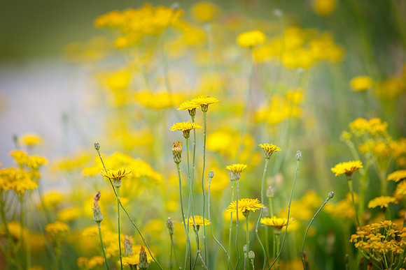 Yellow Wildflowers