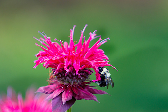 Bee Balm