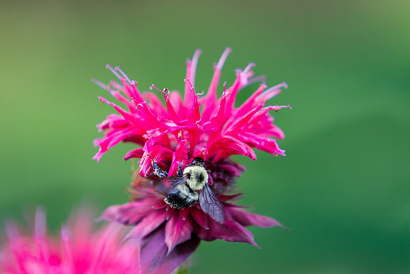 Bee Balm