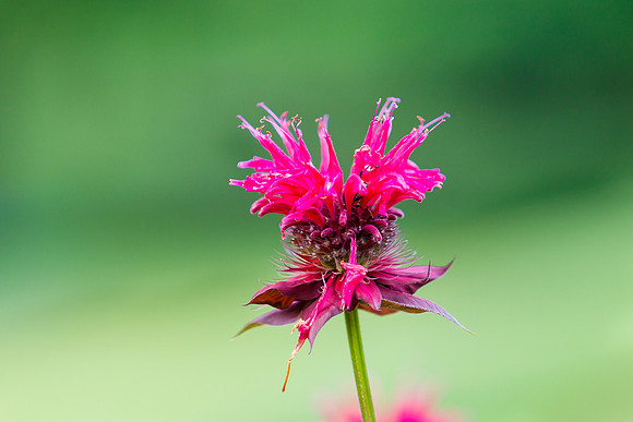 Bee Balm