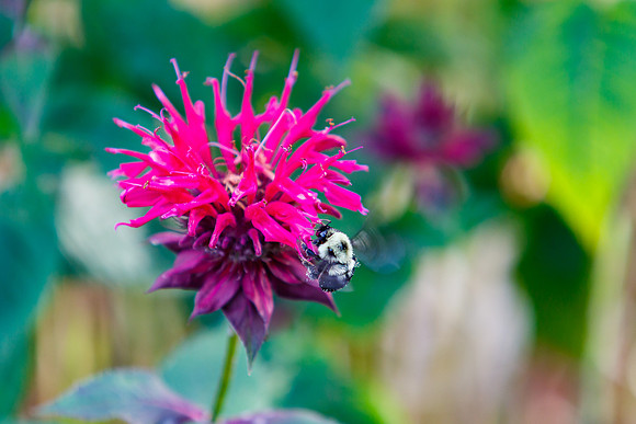 Bumble Bee on Bee Balm
