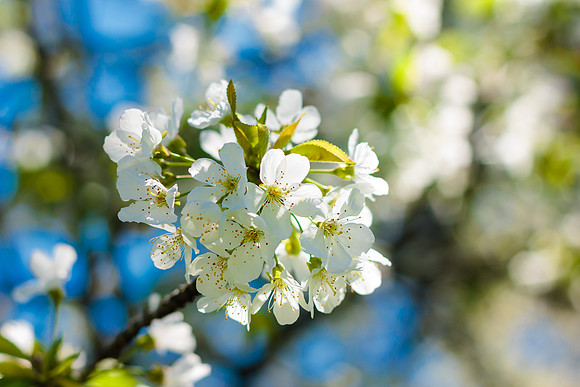 Flowering Pear Tree Blossom