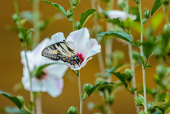 Eastern Tiger Swallowtail