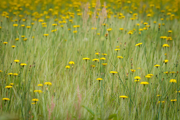 Wildflowers