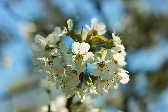Flowering Pear Tree Blossom