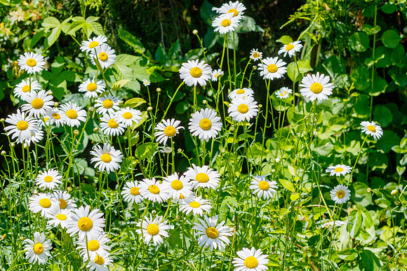 Wildflowers