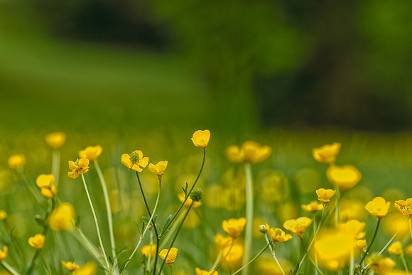Wildflowers