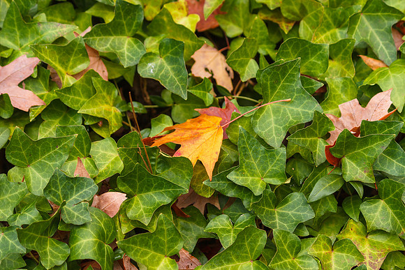 English Ivy