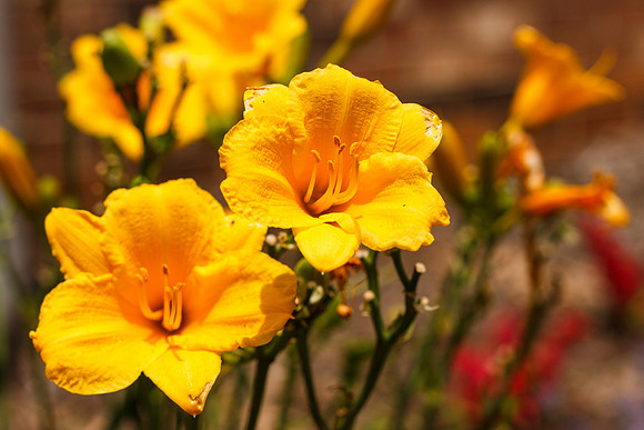 Daylilies