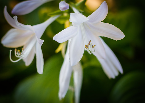 Hosta Flower