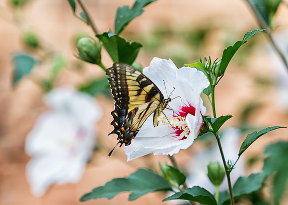 Eastern Tiger Swallowtail