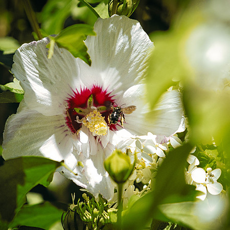 Honey Bee