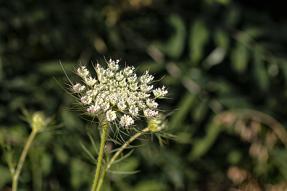 Queen Anne's Lace
