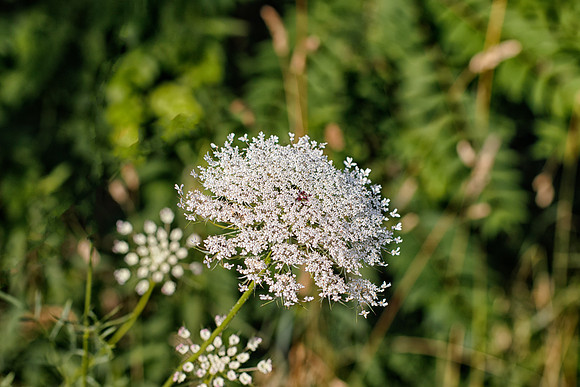 Queen Anne's Lace