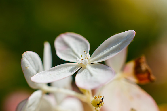 Hydrangea in Bloom