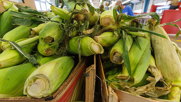 Fresh Corn