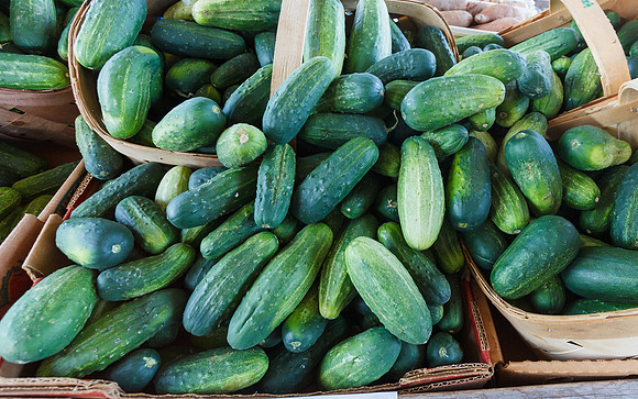 Fresh Cucumbers