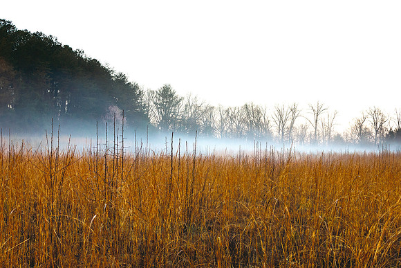 Golden Grass Field