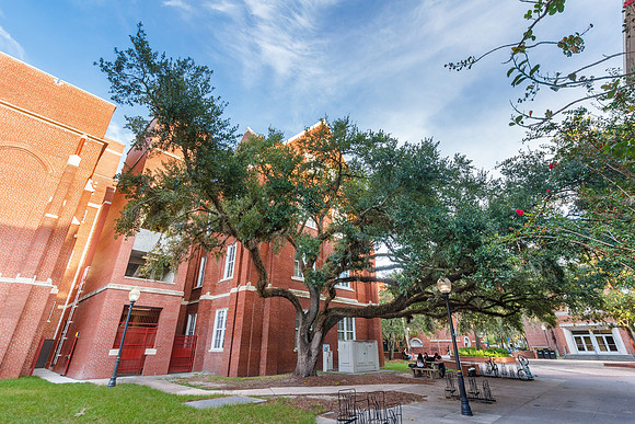 Smathers Library at the University of Florida
