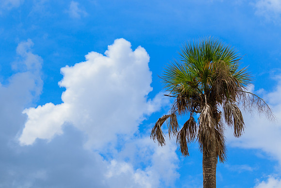 Palm Tree and Blue Sky