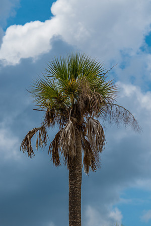 Palm Tree and Blue Sky