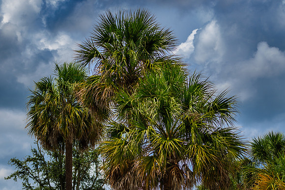 Palm Trees and Sky