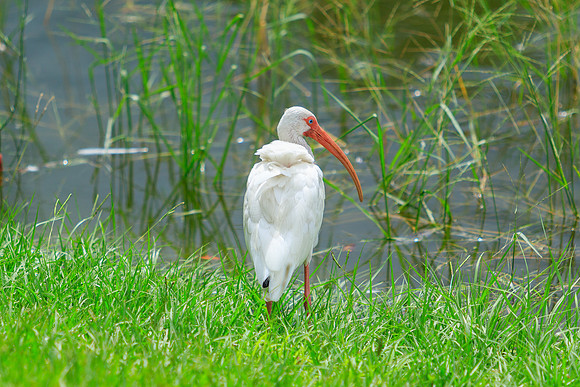 White Ibis