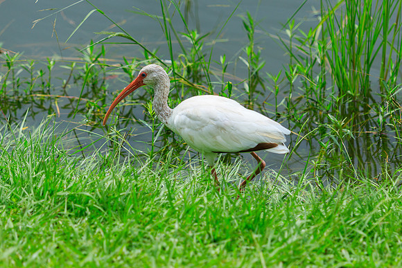 White Ibis