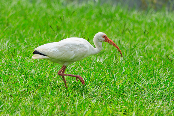 White Ibis