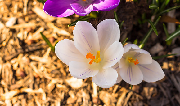 Crocus