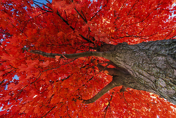 Sugar Maple in Autumn