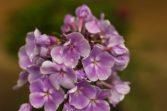 Phlox