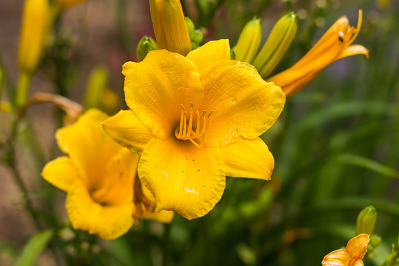 Yellow Day Lily