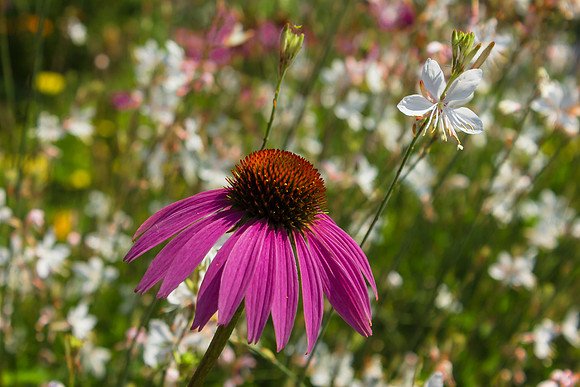 Cone flowers