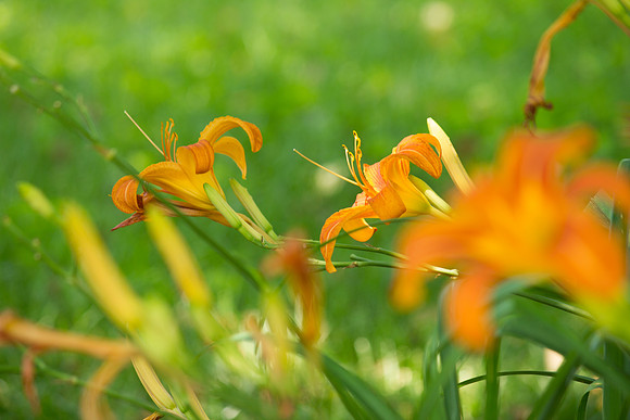 Daylilies