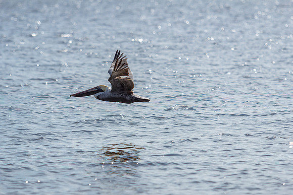 Brown Pelican
