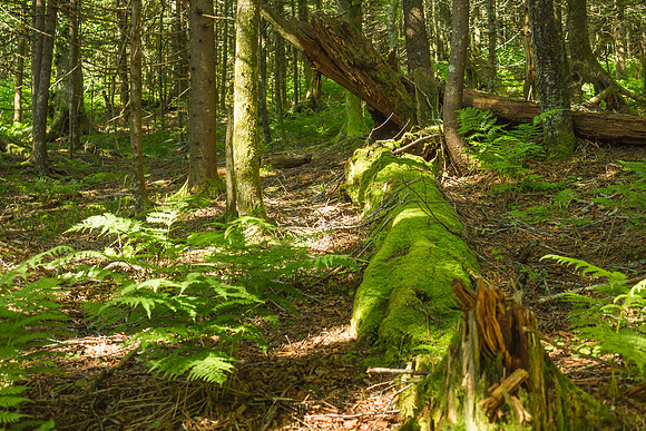 Forest Floor