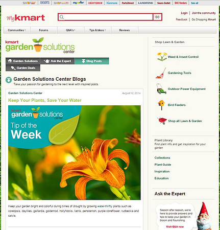 myKmart - Dayliliy
