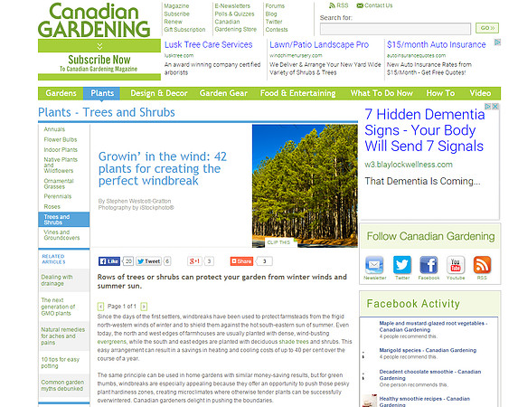 CanadianGardening.com - Loblolly Pine Trees