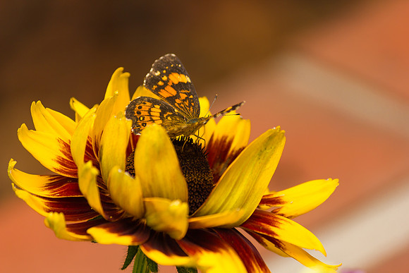 Black-eyed  Susan