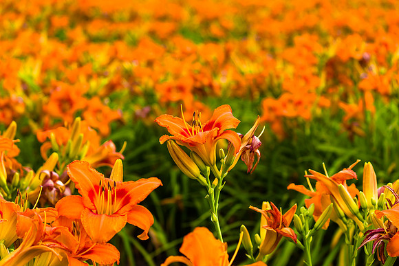 Daylilies