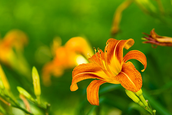 Daylilies