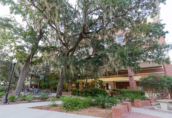 University of Florida